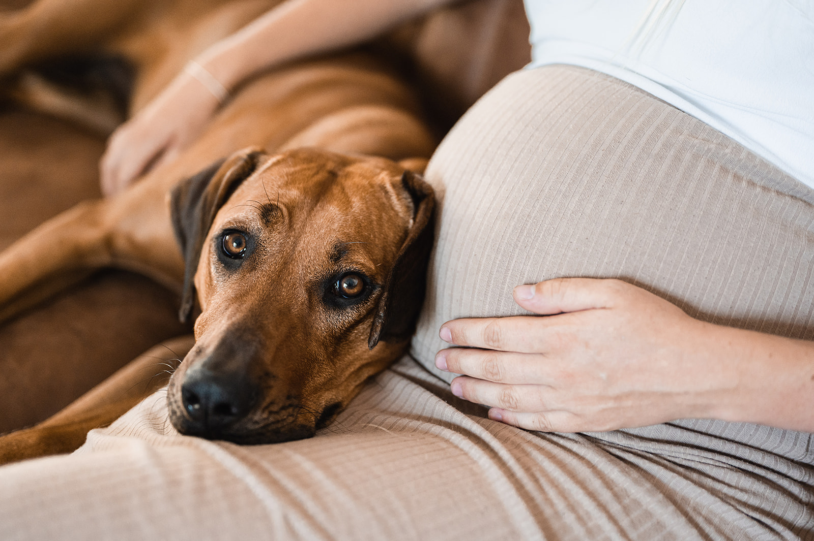 Lees meer over het artikel Zwangerschapsfoto’s met je hond bij mens en hondenfotograaf Haaltert – Denderhoutem – Ninove
