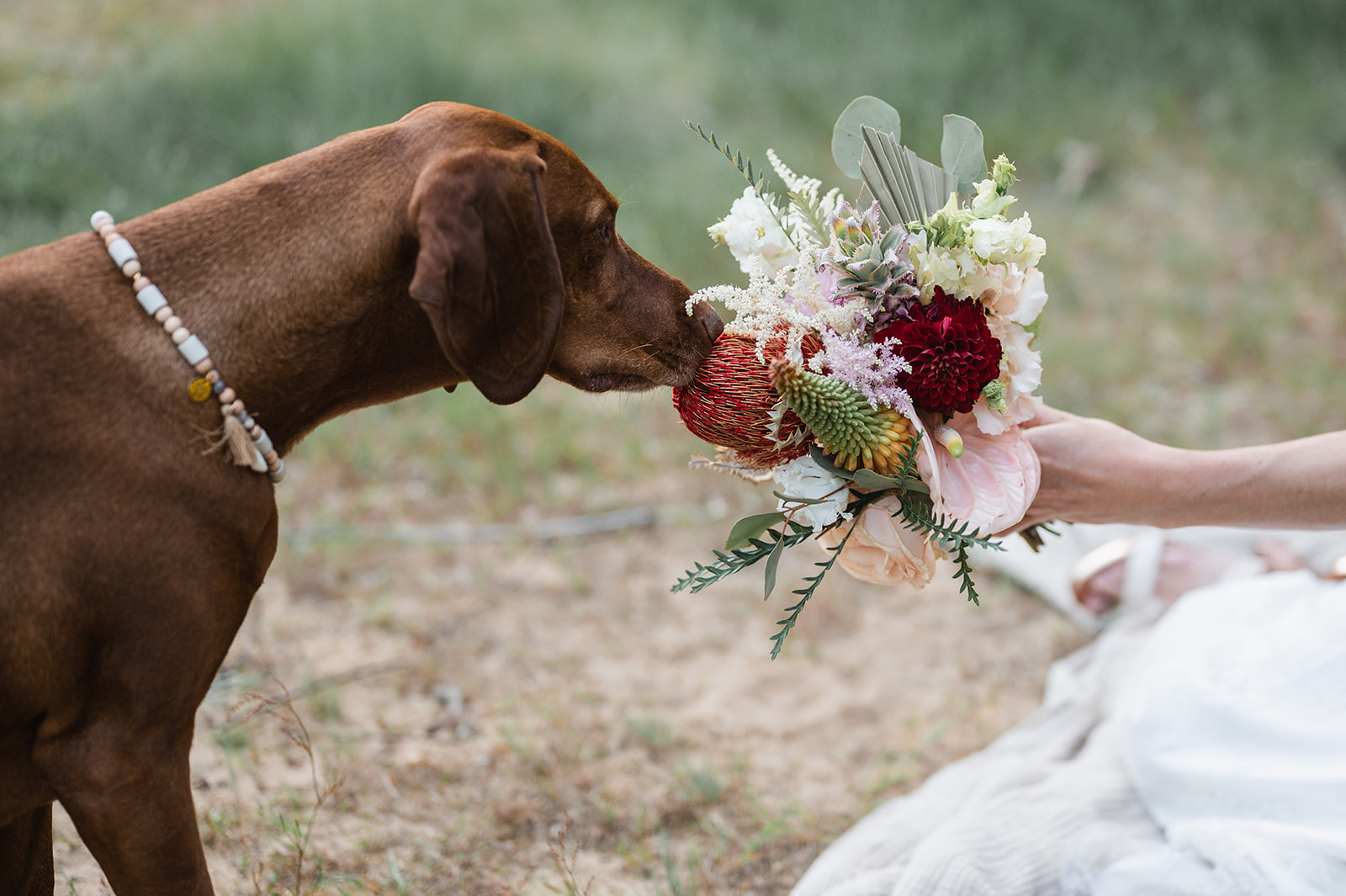 Lees meer over het artikel 7 manieren om je hond te betrekken bij je huwelijk – Deel 6
